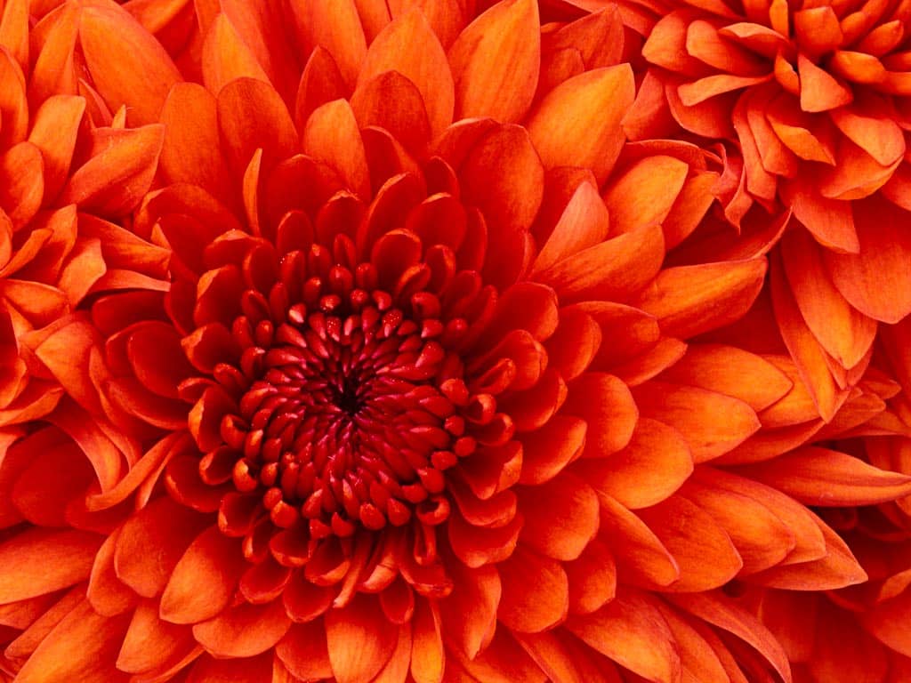Nahaufnahme einer orangen Chrysanthemenblüte
